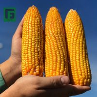 gf_agro_65801250_2025596167546174_2281838145376311277_n