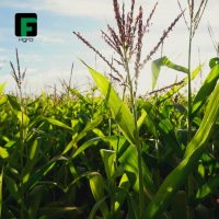 gf_agro_66500771_346287282922084_6661906598794273571_n