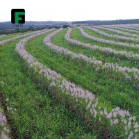 gf_agro_67635766_411122219818488_5974300400282172758_n