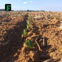 gf_agro_71010763_2737624422927244_3887648144192189517_n