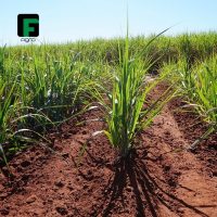 gf_agro_71025240_491843104941705_1097324945457840469_n