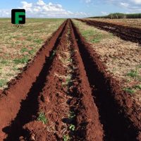 gf_agro_73407444_161679994940513_8246963748413298907_n